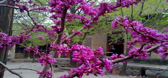 �����¹���ɭ�ֹ�԰��