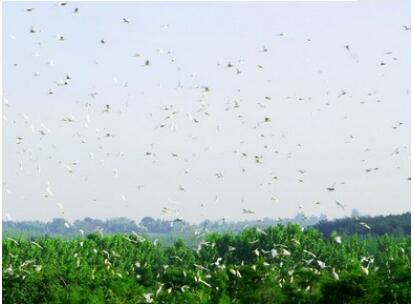 ��ɽɭ�ֹ�԰��