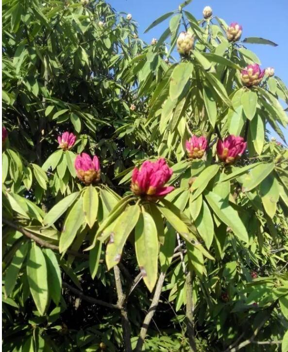 �������ɭ�ֹ�԰��