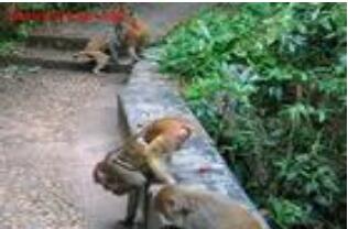 ������̶����ɭ�ֹ�԰��