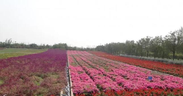 �ӻ�ʯ��ɽɭ�ֹ�԰��