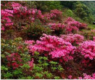 �ӻ����徰����