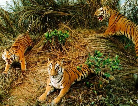 ��������Ȼ��������