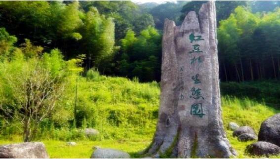 红豆杉生态园景区,