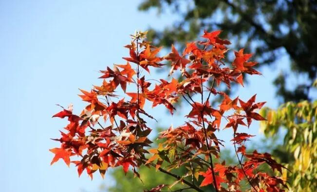 ������ɽ��԰��