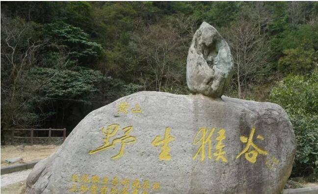 黄山野生猴谷景区,