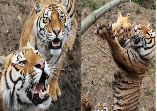 ��ɽ����԰��