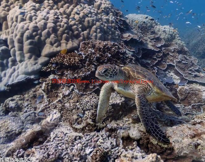 苍鹭岛海底风光旅游攻略