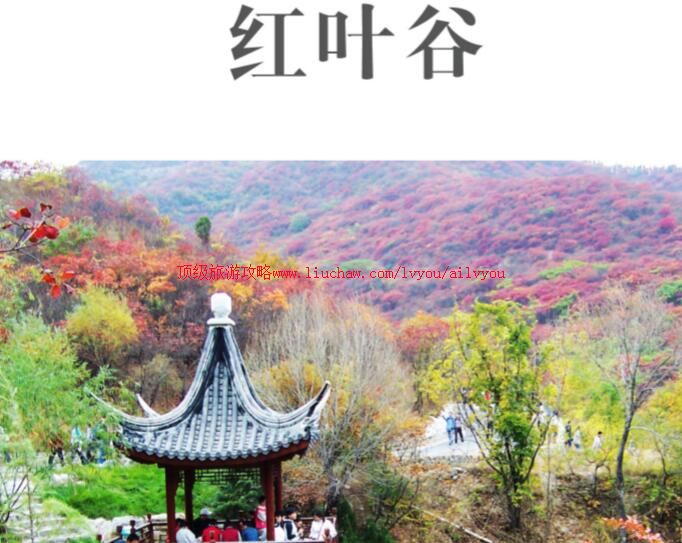 ailvyou701��Ҷ�����ι��� ��20Ԫ