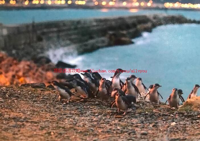 新西兰奥马鲁蓝企鹅保护中心旅游攻略