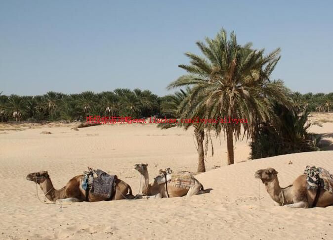 ͻ��˹����С�����ι���