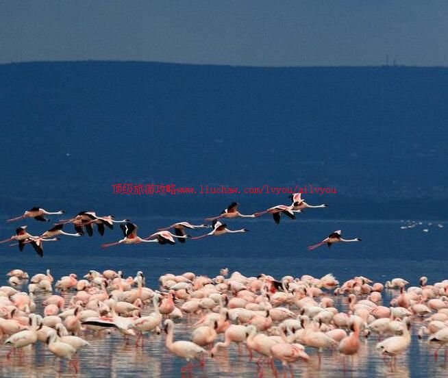 �ɿ�³�����ҹ�԰���ι���