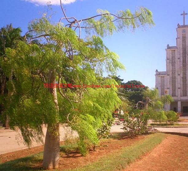 马达加斯加马哈赞加旅游攻略