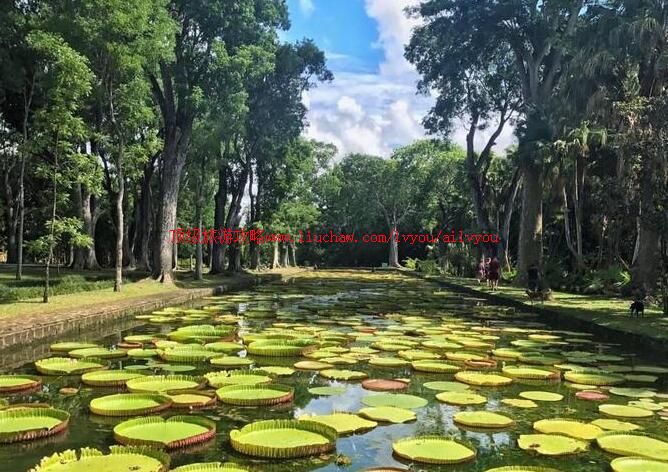 毛里求斯皇家植物园旅游攻略