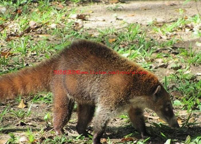 Σ�������ٿ�����ַ���ι���