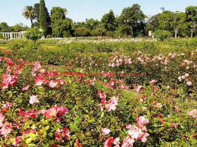 ����͢����ŵ˹����˹õ��԰���ι���