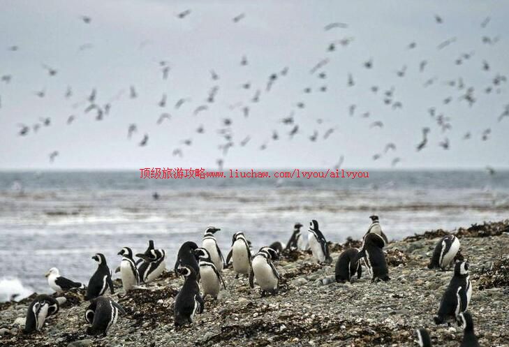 ������쵺���ι���