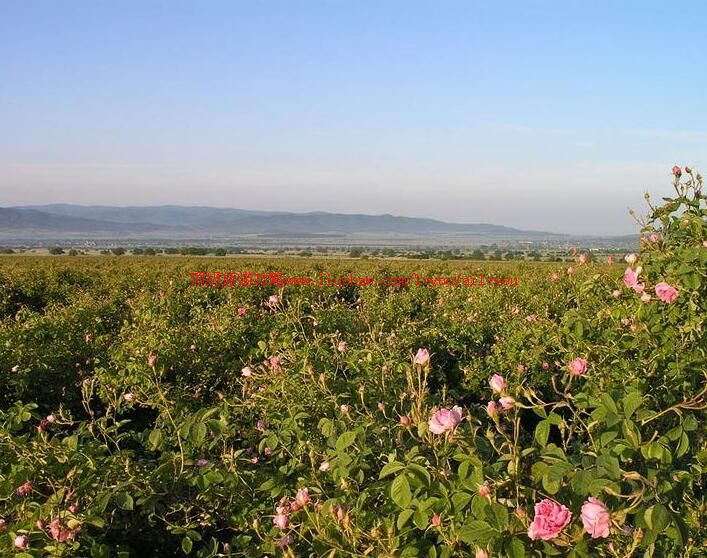 保加利亚玫瑰谷旅游攻略