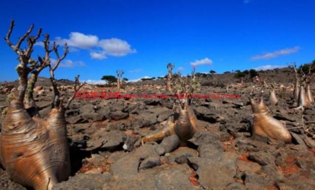 也门索科特拉群岛旅游攻略