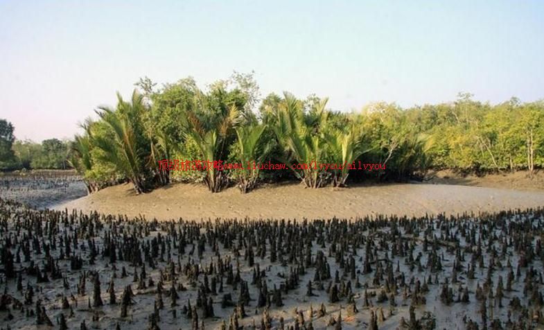 孟加拉国孙德尔本斯国家公园旅游攻略