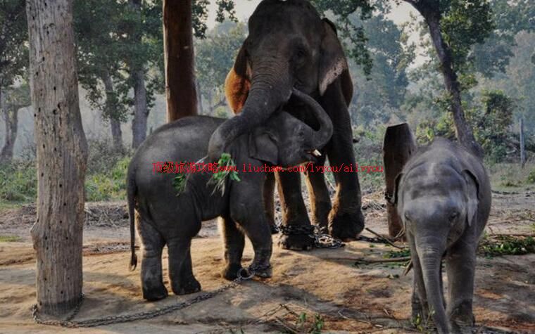 �Ჴ������������ɭ�ֹ�԰���ι���