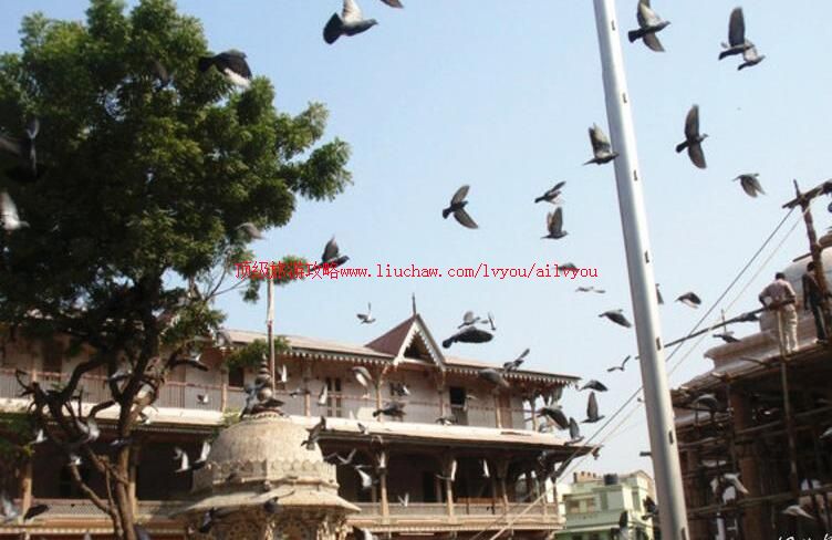 ӡ�Ȱ�������͵������ι���