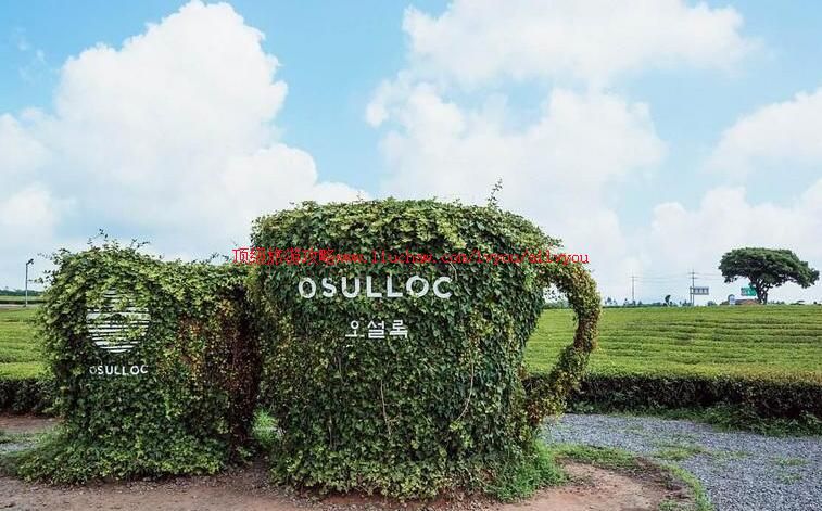 韩国济州岛雪绿茶博物馆旅游攻略