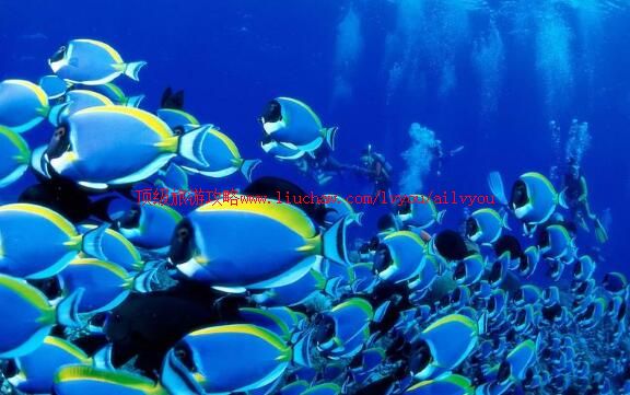 北京工体富国海底世界旅游攻略