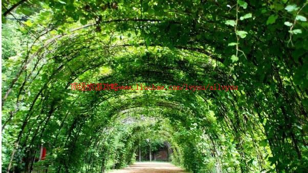 北京大兴采育葡萄大世界观光采摘园旅游攻略