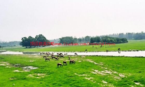 北京大兴南海子麋鹿苑旅游攻略