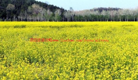 北京田村油菜花地旅游攻略