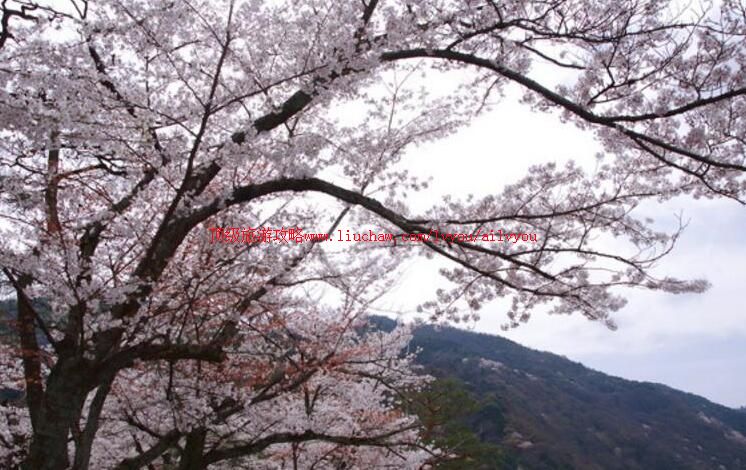 日本京都岚山旅游攻略