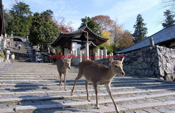 �ձ��������ι���