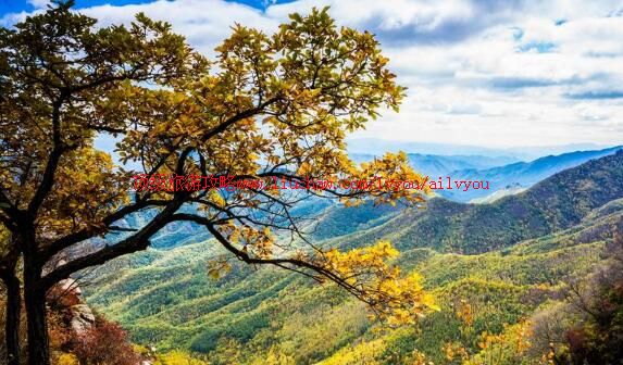 3A�������ȹ�ԭʼɭ�ֹ�԰���ι���