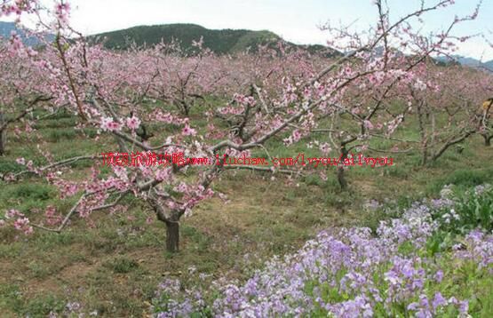 ����ƽ���һ����������ι���