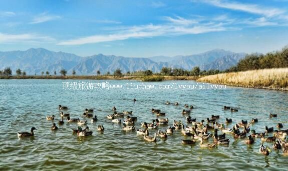 4A北京延庆野鸭湖国家湿地公园旅游攻略