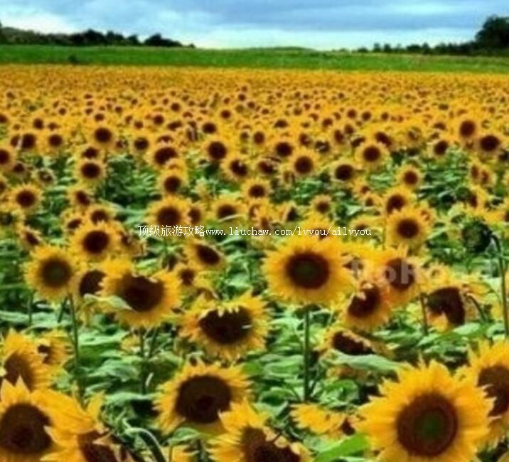 4A广州百万葵园主题公园旅游攻略