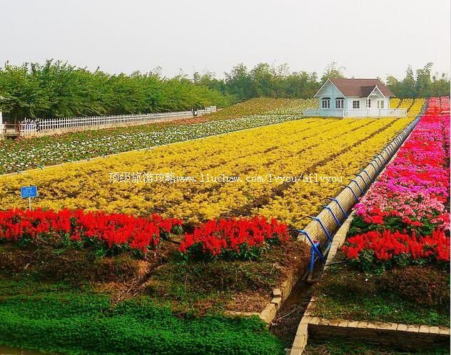 4A��ɽ˳�³´廨���������ι���