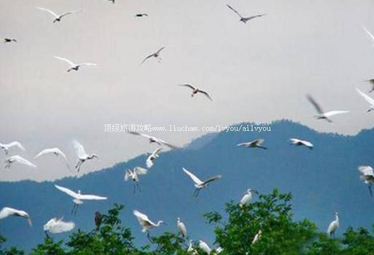 海南儋州鹭鸶天堂旅游攻略