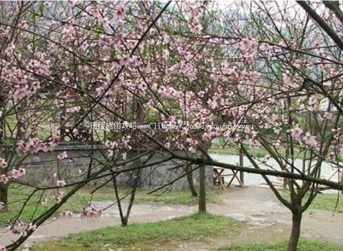 1a巢湖桃花岛度假区旅游攻略