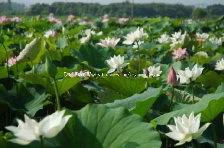 台湾台南白河镇旅游攻略