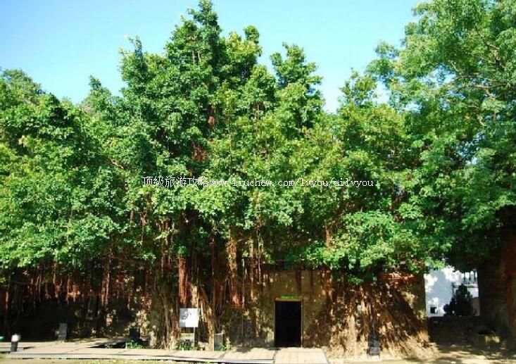 台湾台南安平树屋旅游攻略