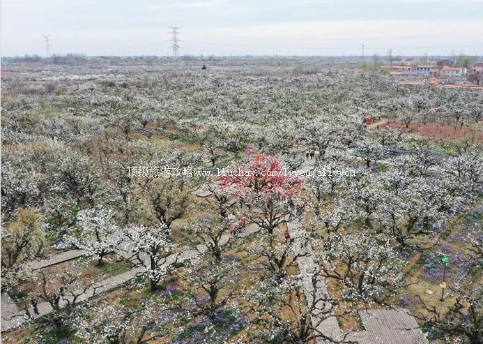 4A砀山梨树王风景区旅游攻略