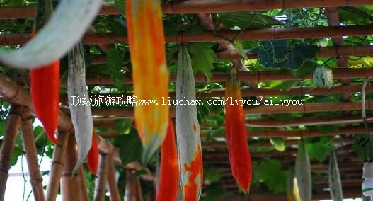 4A河北廊坊金丰农科园旅游攻略