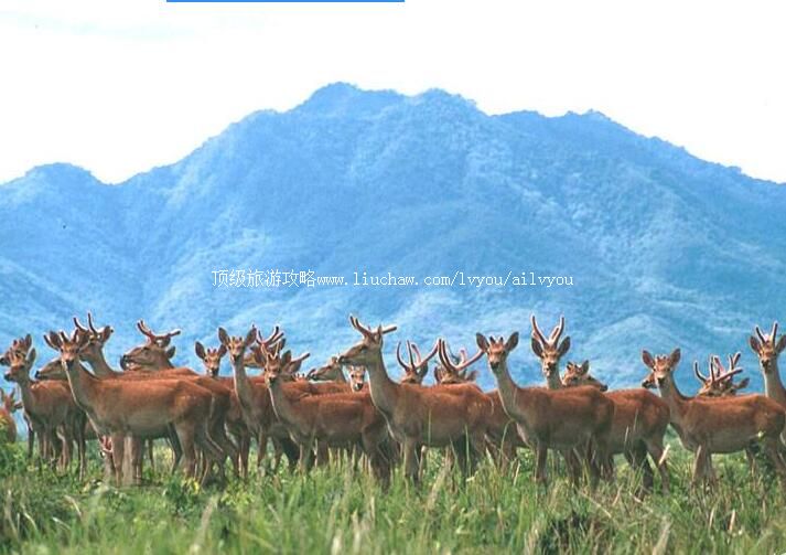 海南大田国家级自然保护区旅游攻略