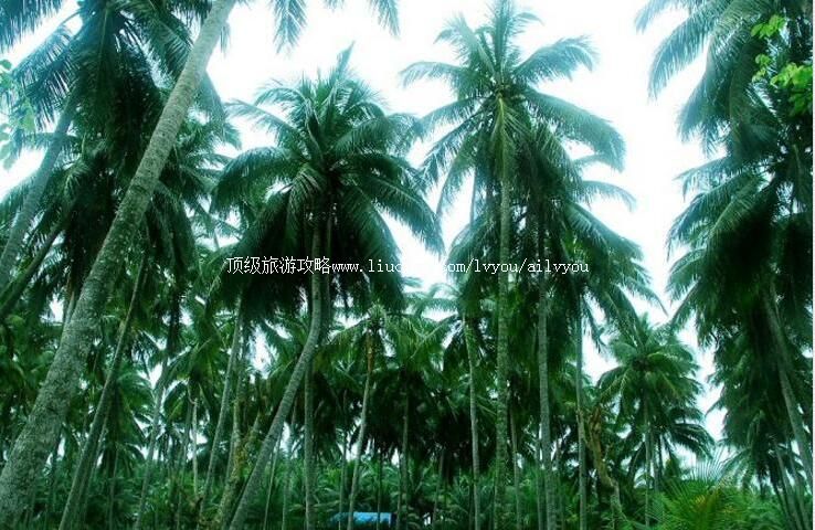 海南东郊椰林风景区旅游攻略