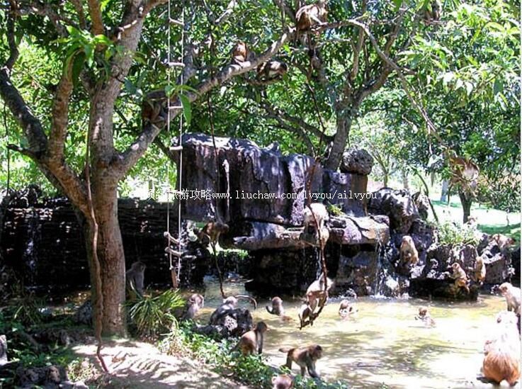 4A海南南湾猴岛旅游攻略