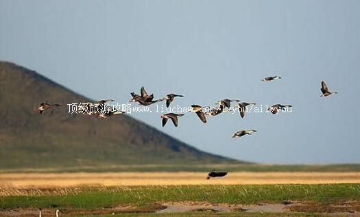 呼伦贝尔辉河国家级自然保护区旅游攻略
