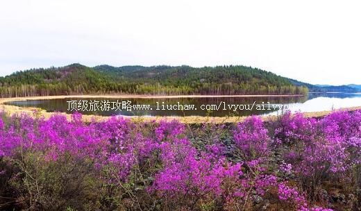 4A�����������ɭ�ֹ�԰���ι���