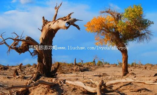 额济纳旗怪树林风景区旅游攻略